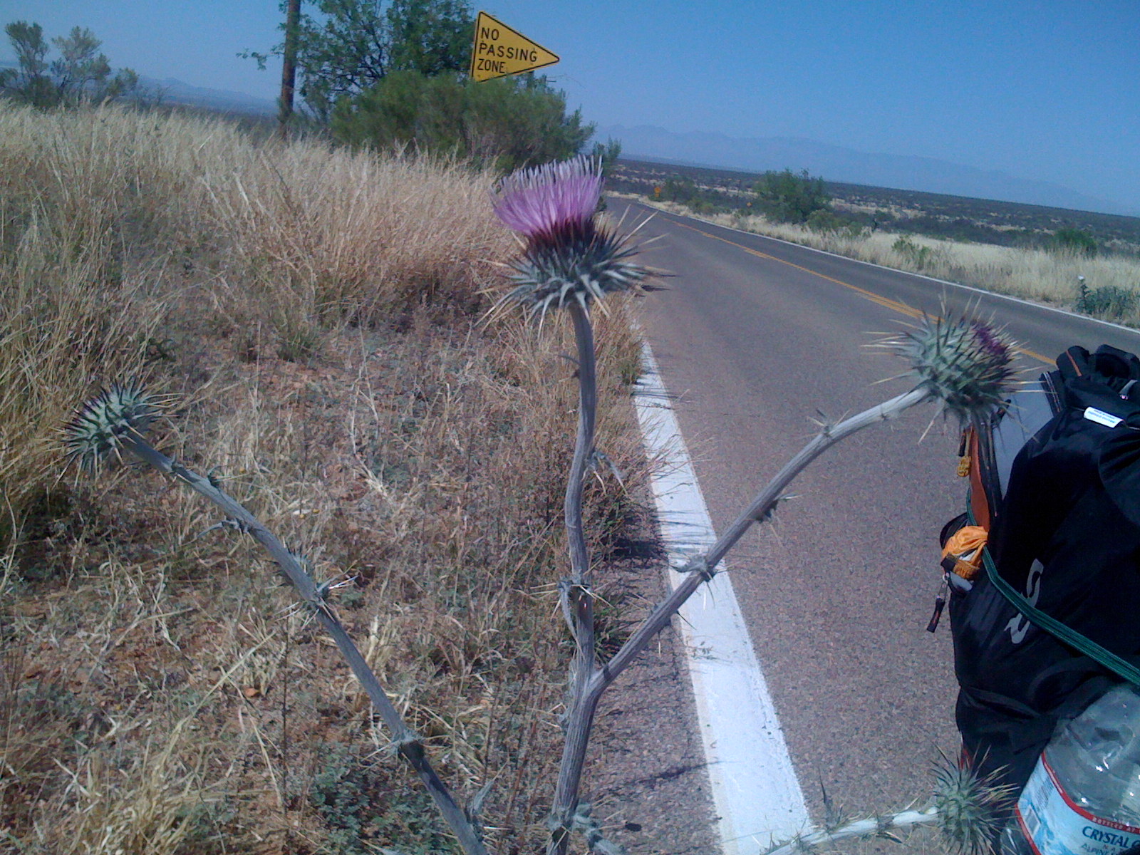thistle by madera canyon
